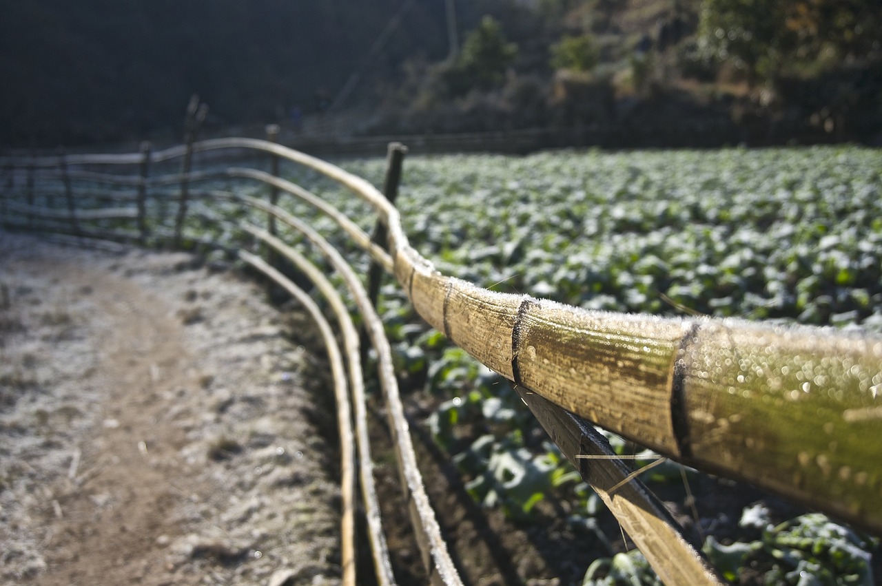 广西河池新闻最新消息概览，最新动态与资讯汇总